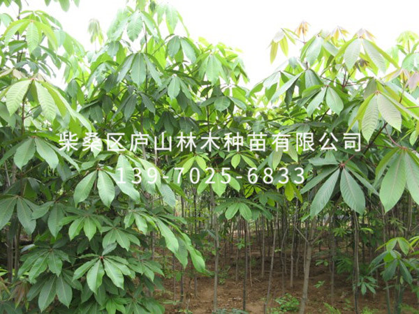 紅花七葉樹(shù)