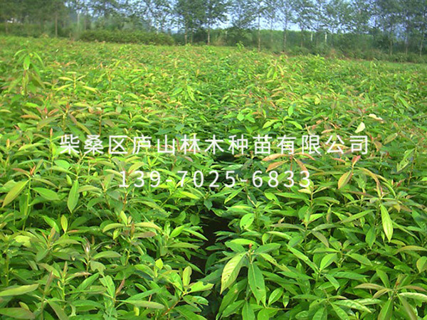 紅花七葉樹(shù)