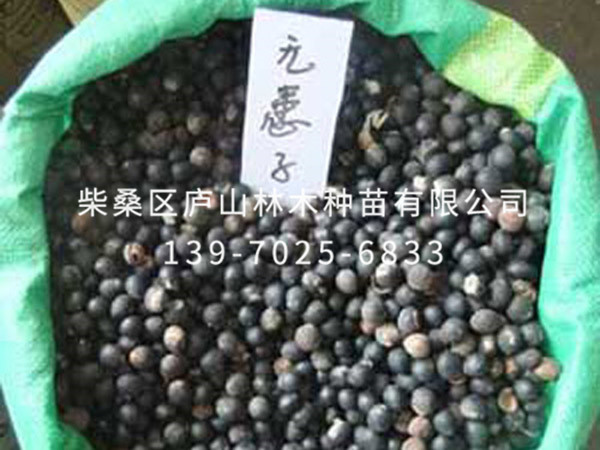 無(wú)患子種子